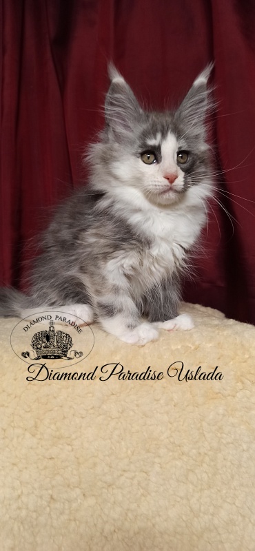 Diamond Paradise Uslada - Kitten maine-coon 2 months 1.5 week