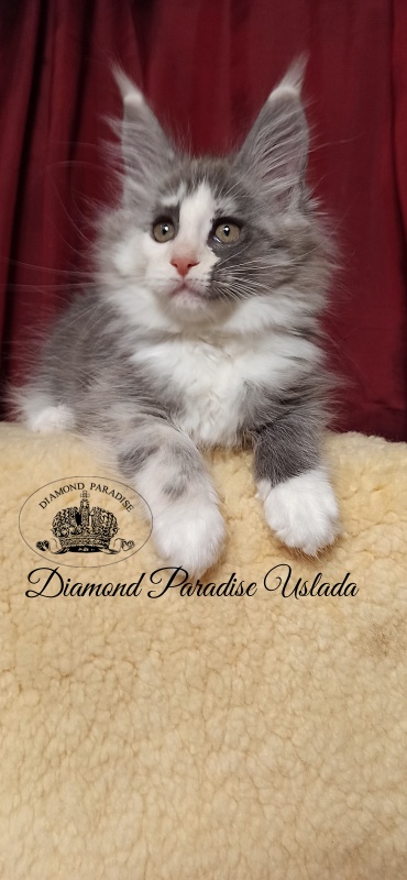 Diamond Paradise Uslada - Kitten maine-coon 2 months 1.5 week