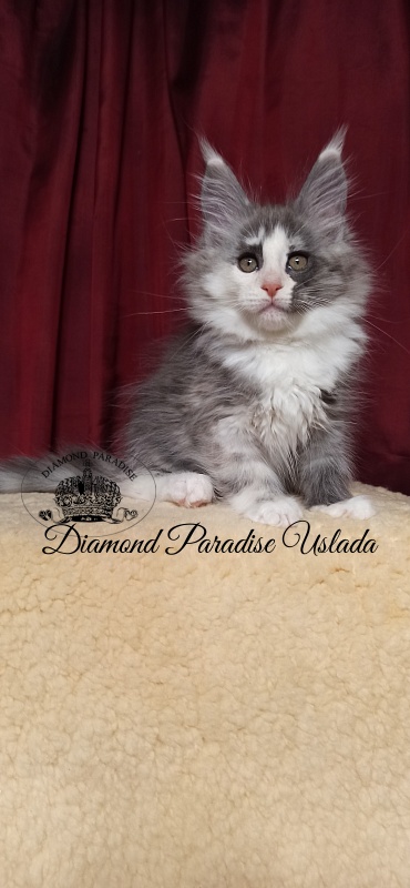 Diamond Paradise Uslada - Kitten maine-coon 2 months 1.5 week