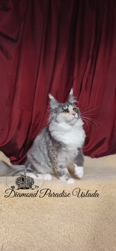 Diamond Paradise Uslada - Kitten maine-coon 5 months 0.5 weeks