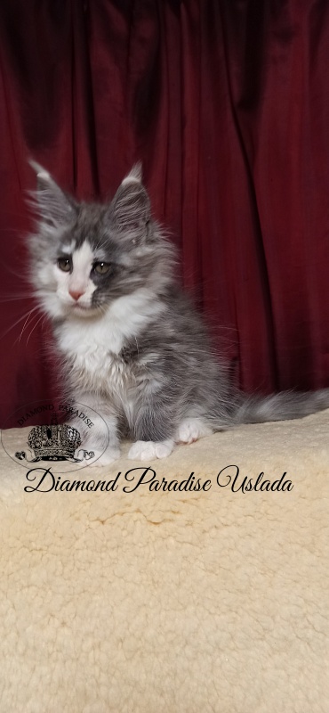 Diamond Paradise Uslada - Kitten maine-coon 2 months 1.5 week