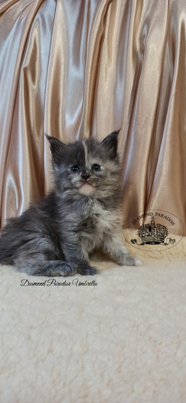 Diamond Paradise Umbrella - Kitten maine-coon 1 month
