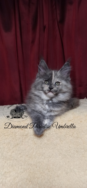 Diamond Paradise Umbrella - Kitten maine-coon 2 months 1.5 week