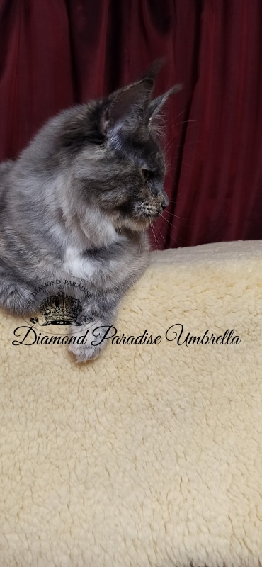 Diamond Paradise Umbrella - Kitten maine-coon 5 months 0.5 weeks