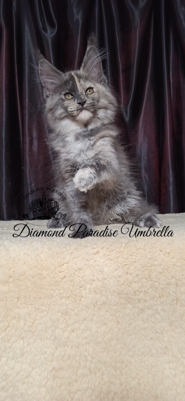 Diamond Paradise Umbrella - Kitten maine-coon 3 months