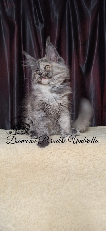 Diamond Paradise Umbrella - Kitten maine-coon 3 months