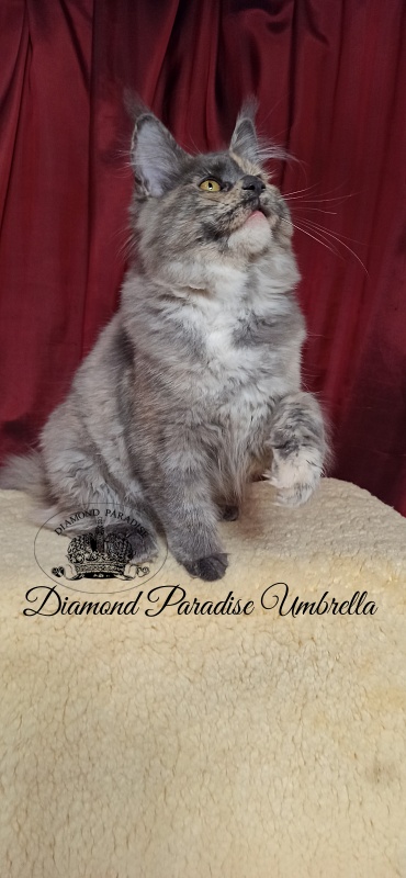 Diamond Paradise Umbrella - Kitten maine-coon 5 months 0.5 weeks