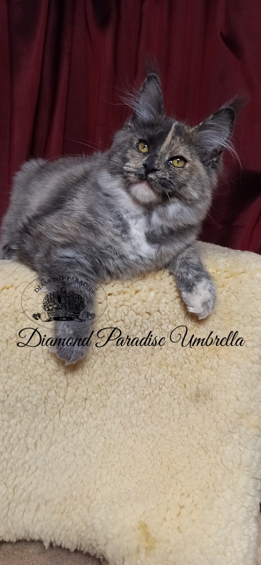 Diamond Paradise Umbrella - Kitten maine-coon 5 months 0.5 weeks