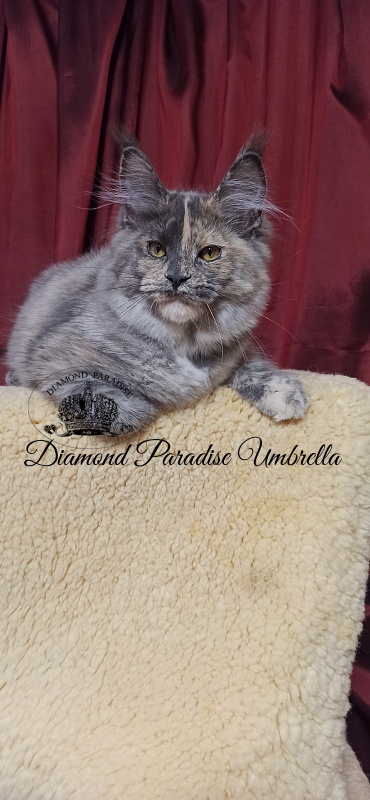 Diamond Paradise Umbrella - Kitten maine-coon 5 months 0.5 weeks