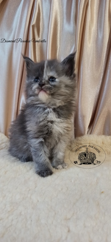 Diamond Paradise Umbrella - Kitten maine-coon 1 month