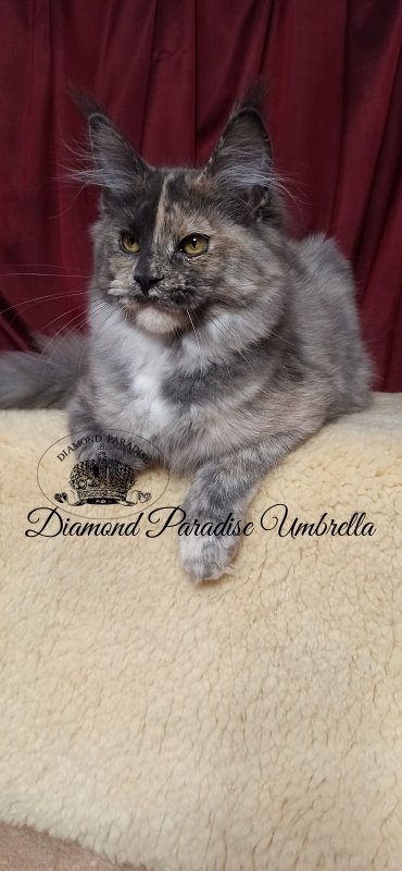 Diamond Paradise Umbrella - Kitten maine-coon 5 months 0.5 weeks