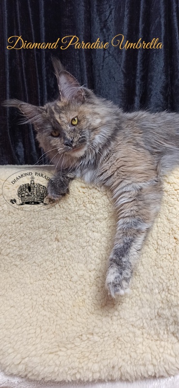 Diamond Paradise Umbrella - Junior maine-coon 8 months 1 week