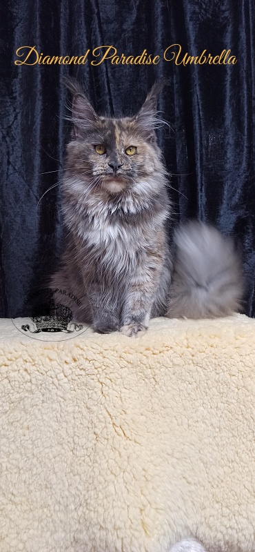 Diamond Paradise Umbrella - Junior maine-coon 8 months 1 week