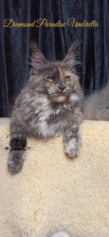 Diamond Paradise Umbrella - Junior maine-coon 8 months 1 week