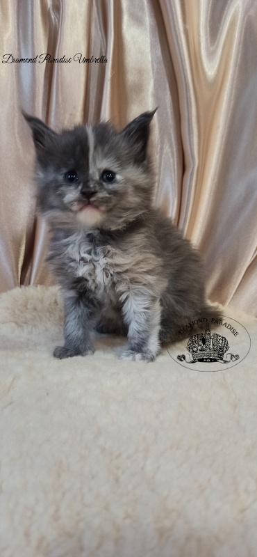 Diamond Paradise Umbrella - Kitten maine-coon 1 month