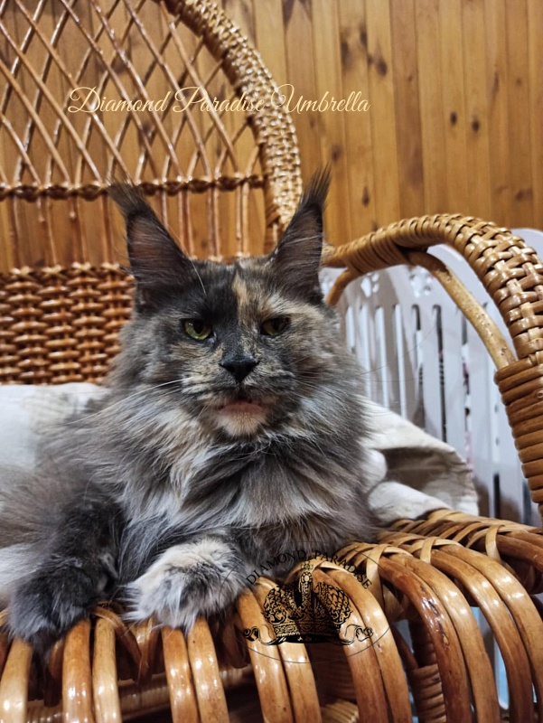 Diamond Paradise Umbrella - Adult maine-coon 3 years 1 month 3.5 weeks