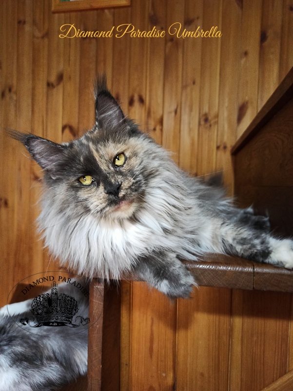 Diamond Paradise Umbrella - Adult maine-coon 4 years 7 months
