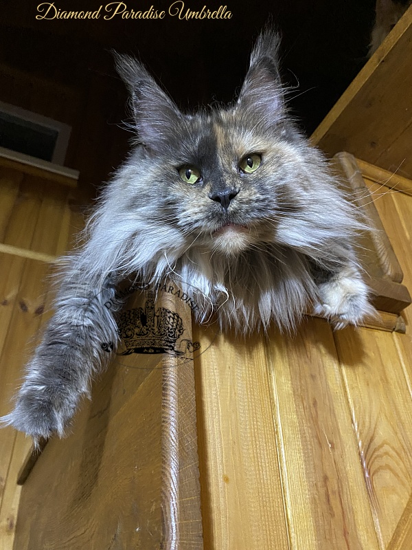 Diamond Paradise Umbrella - Adult maine-coon 4 years 10 months 1 week