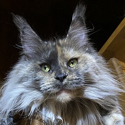 Diamond Paradise Umbrella