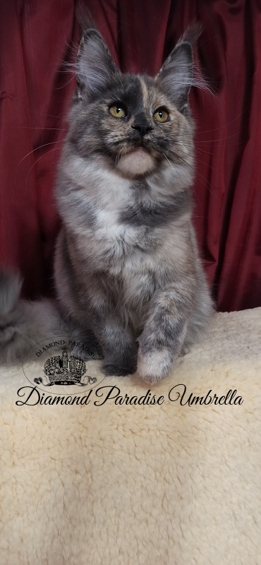 Diamond Paradise Umbrella - Kitten maine-coon 5 months 0.5 weeks