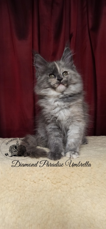 Diamond Paradise Umbrella - Kitten maine-coon 2 months 1.5 week
