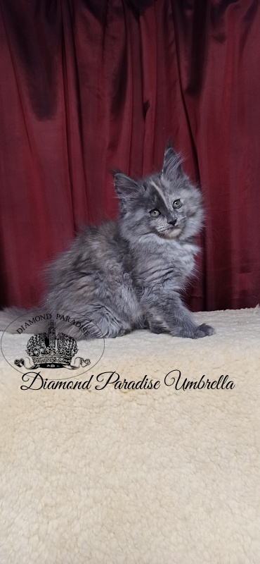 Diamond Paradise Umbrella - Kitten maine-coon 2 months 1.5 week