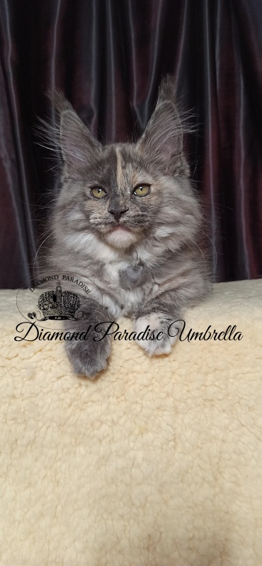 Diamond Paradise Umbrella - Kitten maine-coon 3 months