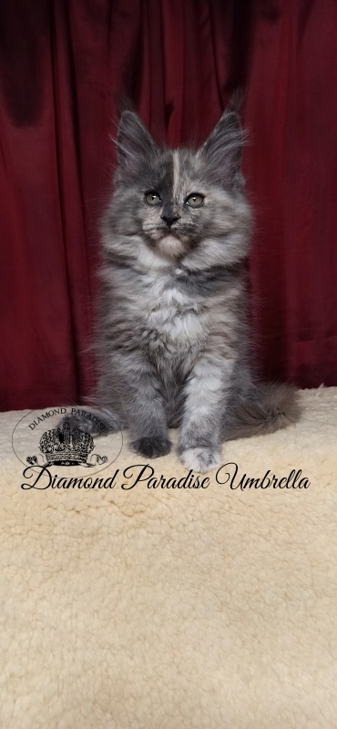 Diamond Paradise Umbrella - Kitten maine-coon 2 months 1.5 week