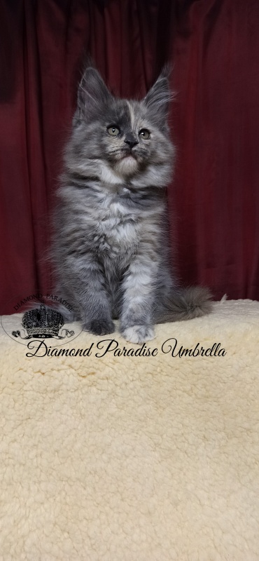 Diamond Paradise Umbrella - Kitten maine-coon 2 months 1.5 week