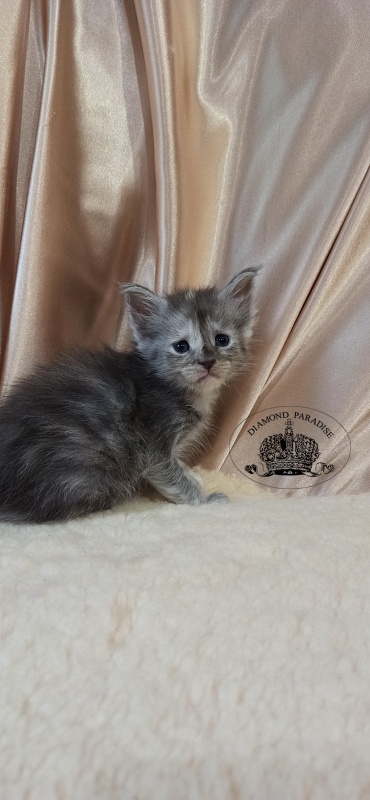Diamond Paradise Ulya - Kitten maine-coon 1 month