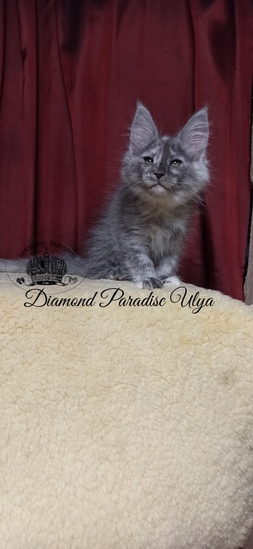 Diamond Paradise Ulya - Kitten maine-coon 2 months 1.5 week
