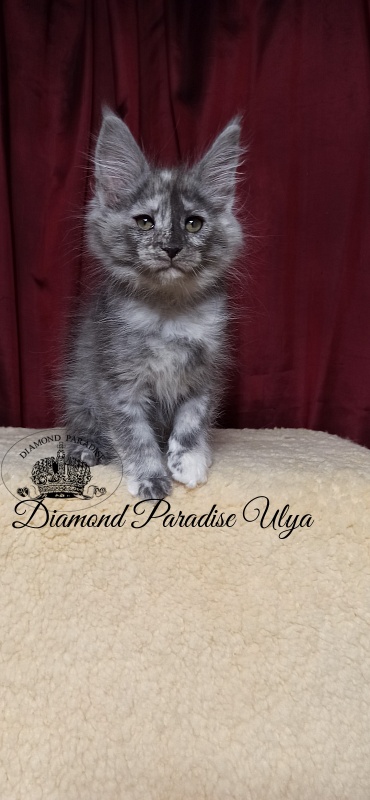 Diamond Paradise Ulya - Kitten maine-coon 2 months 1.5 week