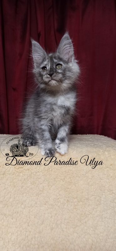 Diamond Paradise Ulya - Kitten maine-coon 2 months 1.5 week