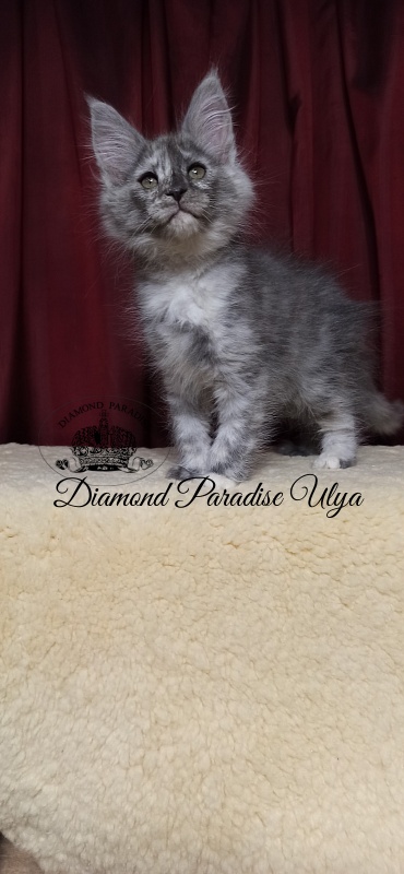 Diamond Paradise Ulya - Kitten maine-coon 2 months 1.5 week