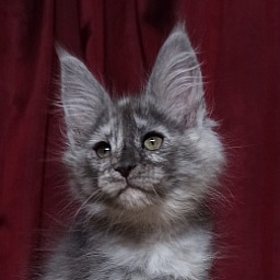 Diamond Paradise Ulya