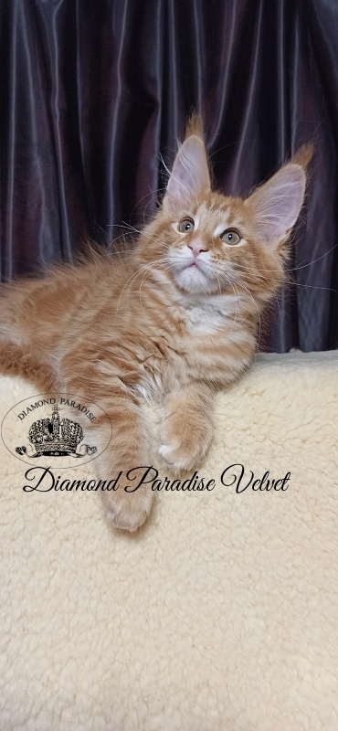 Diamond Paradise Velvet - Кошеня мейн-кун 2 місяця 4 тижні
