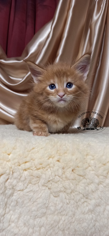 Diamond Paradise Velvet - Кошеня мейн-кун 1 місяць