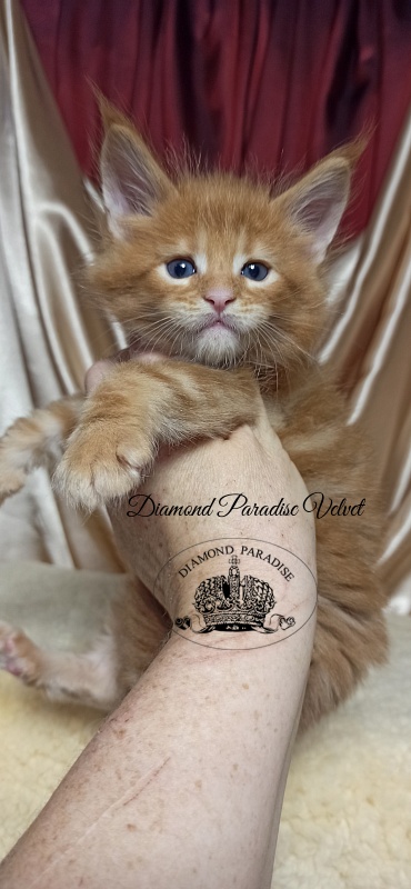 Diamond Paradise Velvet - Кошеня мейн-кун 1 місяць