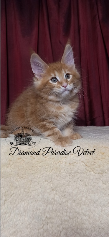 Diamond Paradise Velvet - Кошеня мейн-кун 2 місяця 1 тиждень
