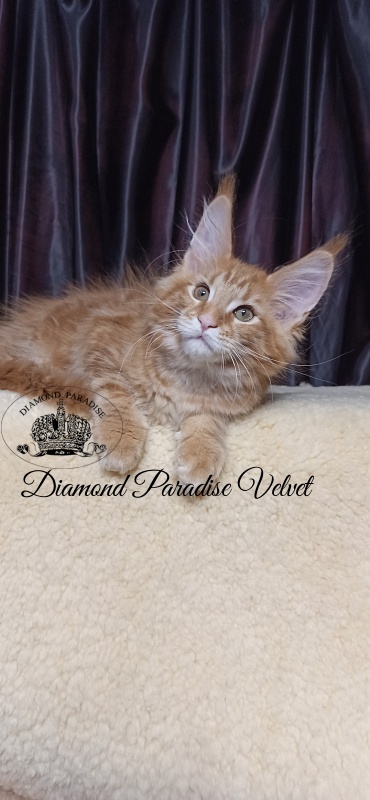 Diamond Paradise Velvet - Кошеня мейн-кун 2 місяця 4 тижні