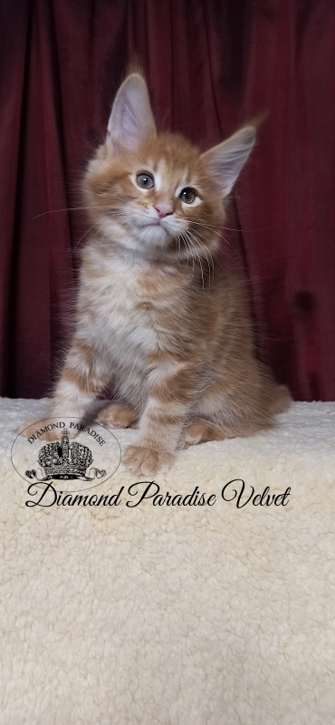 Diamond Paradise Velvet - Кошеня мейн-кун 2 місяця 1 тиждень