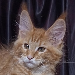 Diamond Paradise Velvet