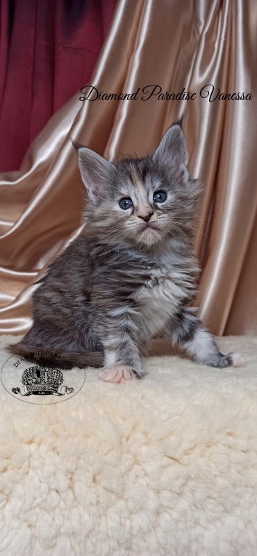 Diamond Paradise Vanessa - Kitten maine-coon 1 month