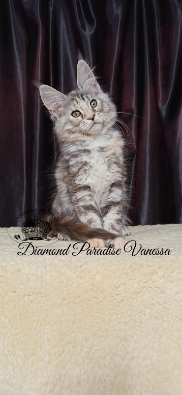 Diamond Paradise Vanessa - Kitten maine-coon 2 months 4 weeks
