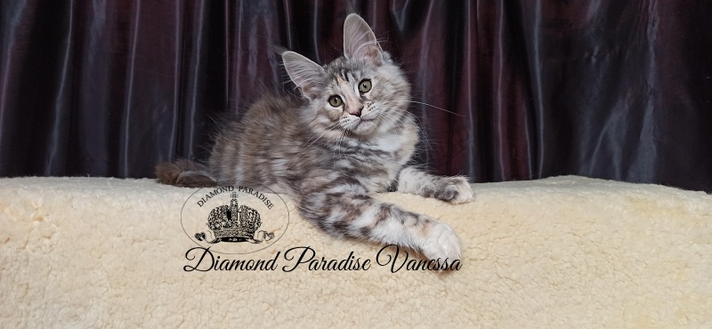 Diamond Paradise Vanessa - Kitten maine-coon 2 months 4 weeks