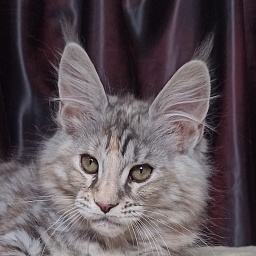 Diamond Paradise Vanessa