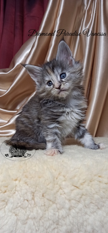 Diamond Paradise Vanessa - Kitten maine-coon 1 month