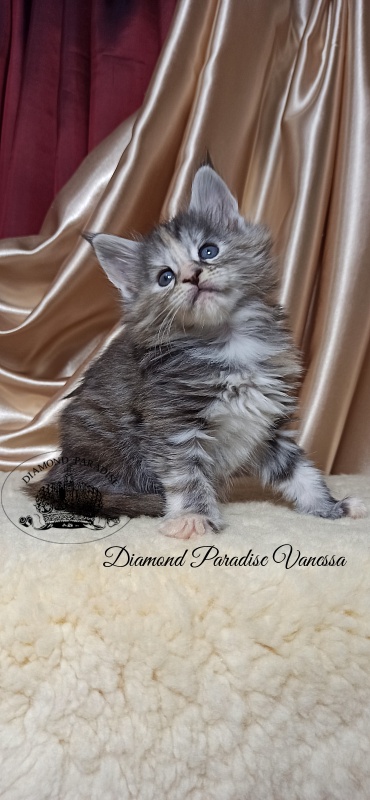 Diamond Paradise Vanessa - Kitten maine-coon 1 month
