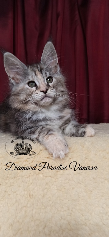 Diamond Paradise Vanessa - Kitten maine-coon 2 months 1 week