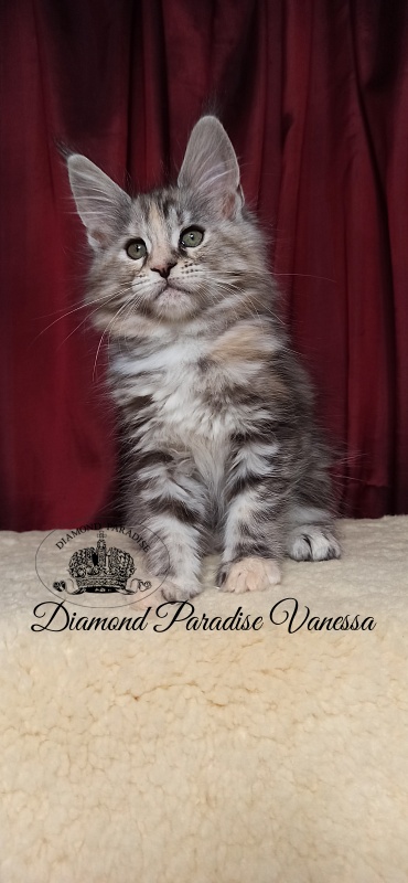 Diamond Paradise Vanessa - Kitten maine-coon 2 months 1 week